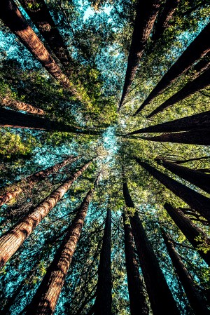 Looking Up 02_OSG